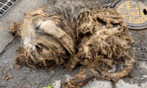 Hai cục 'giẻ rách hôi thối' được tìm thấy bên vệ đường, sau khi được giải cứu, hóa ra lại là hai thiên thần nhỏ