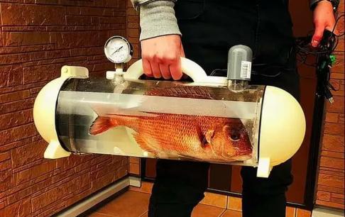 Một phát minh mới của người Nhật: Dắt chó đi dạo 'xưa rồi'! 'Dắt cá' đi dạo mới là dân chơi chính hiệu