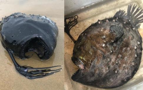 Cá quái vật biển sâu xuất hiện trên các bãi biển của Mỹ, được bao phủ bởi khối u dày đặc, màu đen sâu và miệng to bất thường