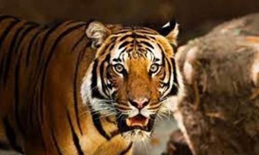 Từ giữa tháng 4 âm lịch tài lộc rủng rỉnh, công việc làm ăn suôn sẻ, 3 con giáp phát tài phát lộc