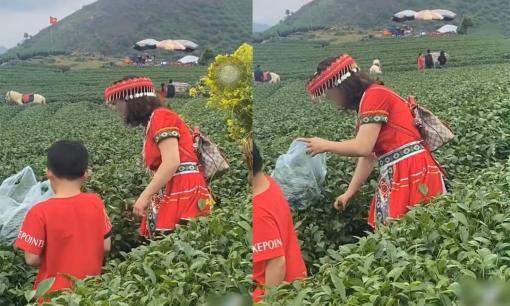 Chụp ảnh ở đồi chè, cô gái tranh thủ vặt cả túi mang về khiến cư dân mạng bức xúc: 'Về xát lại cái ý thức'