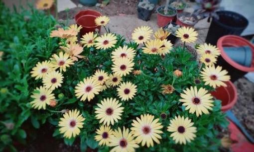 'Nước đường trắng' rất hữu ích, tưới một chút cho cây hoa, giúp rễ phát triển mạnh mẽ