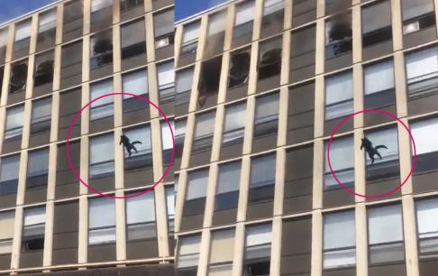 Tòa nhà bị bốc cháy, một con mèo đen đã nhảy từ tầng 15 xuống! Kết quả thật xót xa và đáng khâm phục