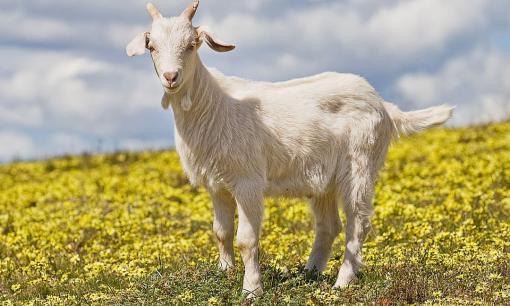 Nhận lộc trời ban, 3 con giáp này tài lộc đại phát, giàu sang khó ai bằng trong 10 ngày cuối tháng 5/2021