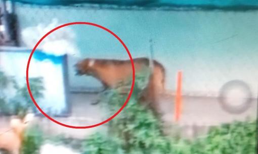 Chó Pitbull tấn công cả chủ, cắn bạn của chủ nhiều lần cho đến tử vong