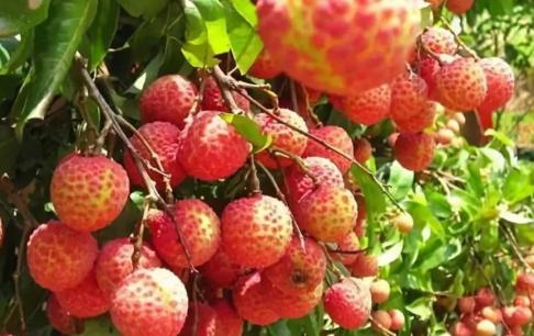 Vào mùa hè, 3 loại trái cây có tính kiềm này nên ăn nhiều hơn, dù chúng có đắt đến đâu! Bổ dưỡng và ngon vào mùa hè 