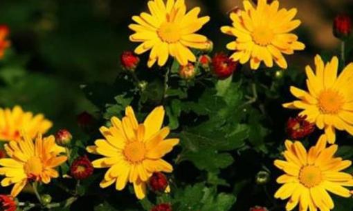 Kể từ ngày 30/5, 4 con giáp được Thần Tài soi đường dẫn lối, tiền bạc dễ kiếm, vận may liên tiếp, tương lai không lo cơm ăn áo mặc