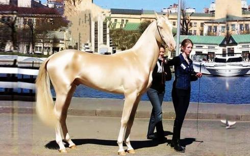 Con ngựa đắt nhất thế giới, một con ngựa trị giá tương đương một biệt thự, trên thế giới chỉ còn khoảng 1.250 con