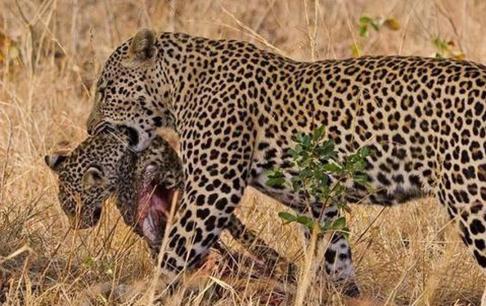 Con vật nào sẽ ăn thịt con cái của chúng? Bạn có thể thông cảm sau khi biết lý do