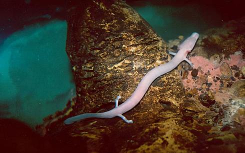 Tại sao sa giông (cá rồng non) hang động chỉ giao phối 7 năm một lần, lại tồn tại đến nay mà không bị tuyệt chủng?