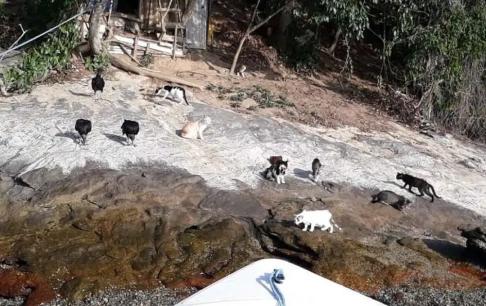 Hàng trăm con mèo trên Đảo Mèo của Brazil bị bỏ rơi, không có nước hay thức ăn! Các quan chức địa phương không muốn tiếp tục cho chúng ăn