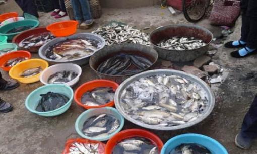 Cá chết 'ế' ở chợ đi đâu? Người bán cá cho biết đã có nhiều người mua 