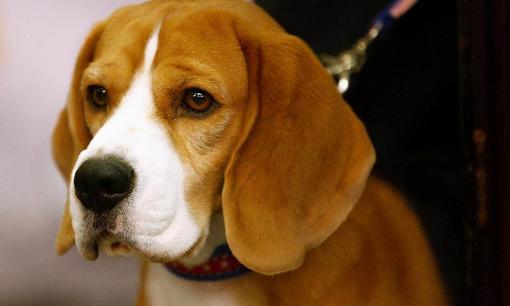 Chủ nhân càng làm những điều này, con chó sẽ càng ghét bạn!