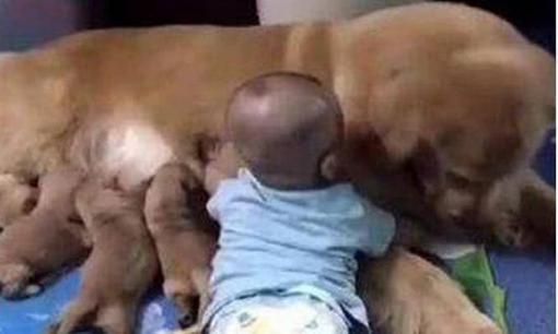 Chú chó săn lông vàng đang cho con bú và phát hiện có người đến gần, biểu cảm sau đó của chú chó gây bão mạng