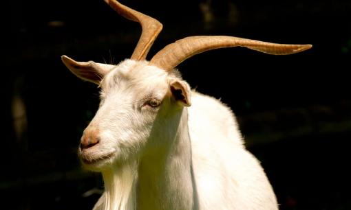 Bước sang tháng 7/2021: 3 con giáp may mắn ngập tràn, tài lộc thăng hoa, cuộc sống viên mãn