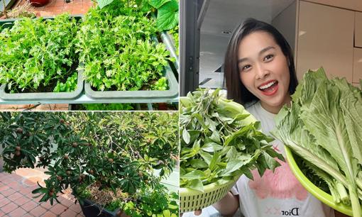 Diễn viên Diệp Bảo Ngọc 'mát tay' chăm vườn rau sạch xanh mướt trên sân thượng, thu hoạch đủ dùng cho cả gia đình