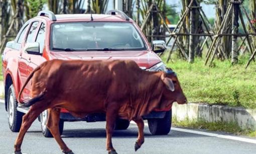 Lái ô tô về quê thăm bạn gái, ai ngờ đâm vào bò của mẹ vợ tương lai, chàng trai tuyên bố đi đúng luật và đòi bồi thường