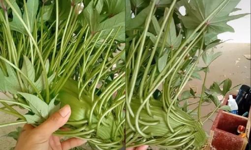 Chàng trai khoe cây rau lang đột biến, có phần thân 'siêu to khổng lồ'