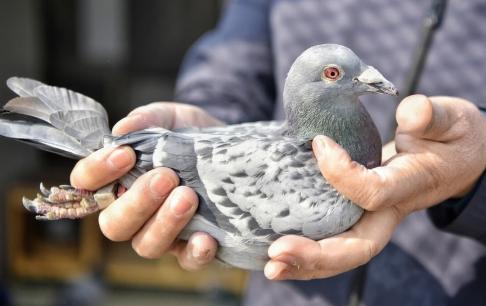 Trong thời cổ đại, chim bồ câu được sử dụng để đưa thư. Làm thế nào chim bồ biết vị trí chính xác để chuyển bức thư đi?