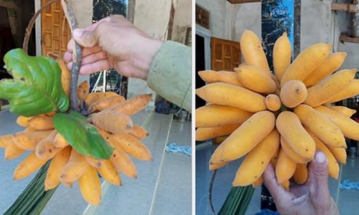 Thanh niên khoe 'nải chuối' chín vàng và mọc tua tủa như bị đột biến, dân mạng nhìn mãi thấy có gì sai sai