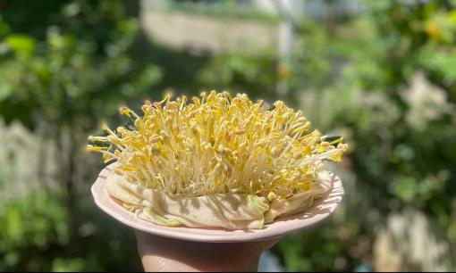 Mẹo làm giá đỗ tại nhà vào mùa dịch chỉ cần một cái rổ và khăn ướt