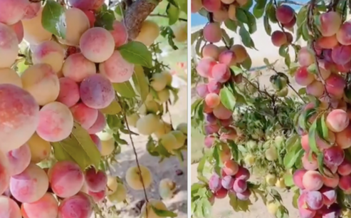 Người phụ nữ khoe cây đào 'đột biến', quả mọc kín từ thân lên đến cành khiến dân tình phát thèm