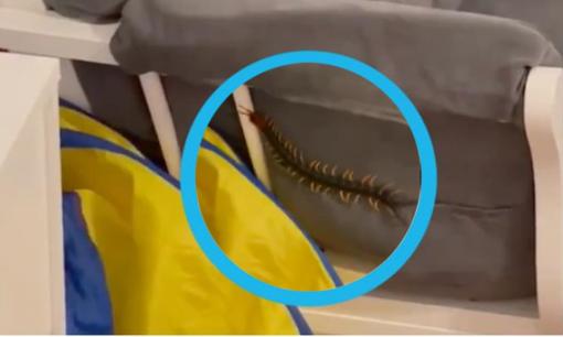 Rết khổng lồ bò trên ghế sofa, clip 13 giây ghi lại khiến hàng triệu người khiếp sợ!