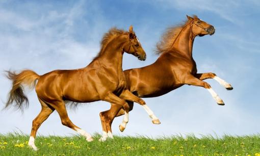 Tuần đầu tháng 8 dương lịch: 3 con giáp được Thần Tài gọi tên, liên tục rước lộc vào nhà, cuộc sống thăng hoa ngoạn mục