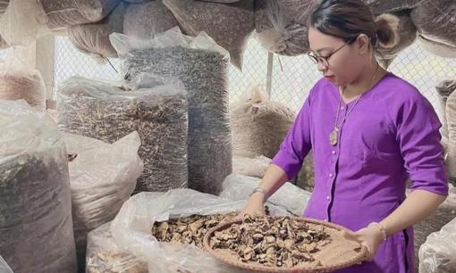 Lương y Nguyễn Thị Thái và những vị thuốc Nam cổ truyền