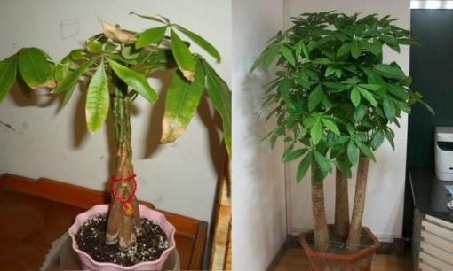 Kim ngân được coi là cây hút tài lộc, nhưng nhớ đừng đặt những vị trí này trong nhà, kẻo lá vừa úa vàng vừa “không tài lộc”! Phát hiện sớm để khỏi hối hận