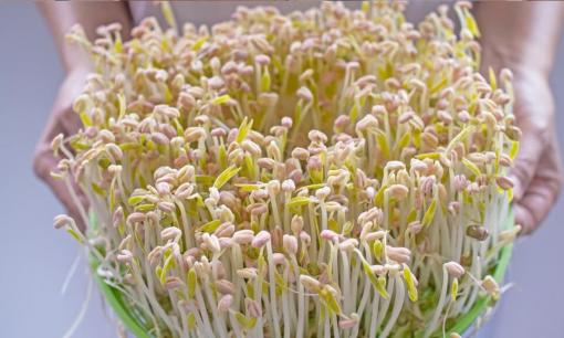 Trồng giá đỗ tại nhà hóa ra đơn giản như vậy, giá đỗ mọc dày, mềm và không bị thối, cách làm siêu dễ