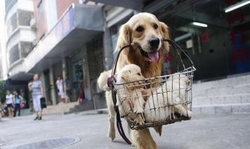 Tại sao con chó không được chôn xuống đất sau khi chết? Bệnh viện thú cưng cho bạn biết sự thật 