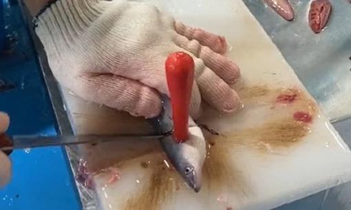 Chỉ với 2 đường dao gọn lẹ đã có phần cá phi-lê sạch sẽ, thanh niên khiến dân mạng bội phục