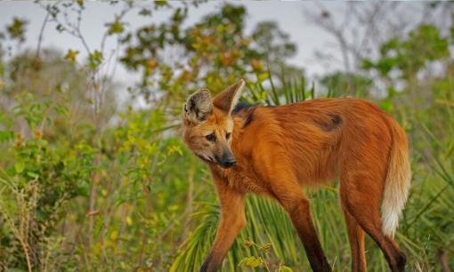 Loài 'ngựa lai sói' được tìm thấy ở nước ngoài, chỉ ăn cỏ chứ không ăn thịt?