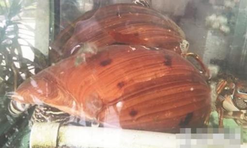 Người đàn ông mua ốc sên vàng để chiêu đãi bà con, không ngờ “ông trời phù hộ”, phát hiện ba viên 'ngọc rồng' và sẽ giàu có trong một sớm một chiều