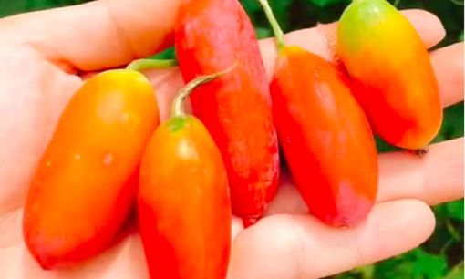 Cô gái khoe loại cây mọc dại ngoài bờ rào, có thể ăn cả quả lẫn lá khiến dân tình tò mò