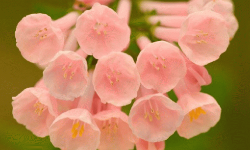 Ba con giáp nữ mà đàn ông ngày đêm thương nhớ, càng về già càng mặn mà và có sức hút mãnh liệt đối với đàn ông!