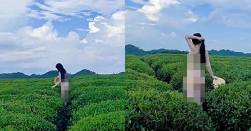 Cô gái không mặc đồ, đứng tạo dáng check-in trên đồi chè khiến dân tình ngán ngẩm