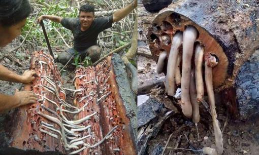 Loại giun màu trắng kinh tởm trong gỗ này đã khiến người dân địa phương kiếm được rất nhiều tiền, nó còn là món ăn 'đặc sản' 