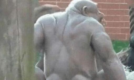 Khỉ đột vô tình bị rụng hết lông, vườn thú bỗng trở nên đông đúc, nữ du khách: Xấu hổ quá không dám nhìn thẳng!