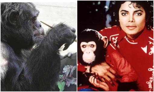 Sau khi Michael Jackson qua đời, điều gì đã xảy ra với chú khỉ được thừa hưởng 35 tỷ tài sản thừa kế của ông?
