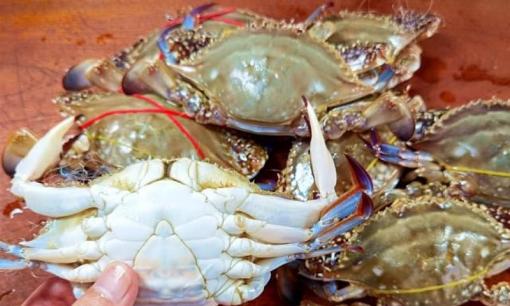 Ghẹ có béo thịt hay không chỉ cần nhìn thoáng qua ở vị trí này là biết, giúp bạn chọn ghẹ tươi ngon một cách chính xác