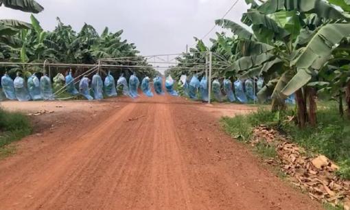 Cảnh thu hoạch chuối xịn xò ở Bình Phước, dân tình khuyến cáo không nên làm vào ban đêm