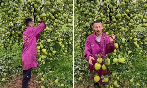 Cây táo tây sai quả như táo ta khiến ai cũng ước nhà mình có 1 cây