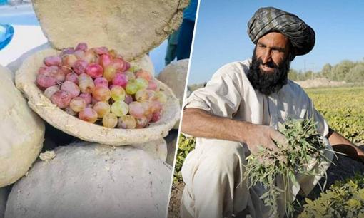 Không dùng chất bảo quản, phương pháp độc lạ này giúp người Afghanistan bảo quản nho tươi ít nhất 6 tháng