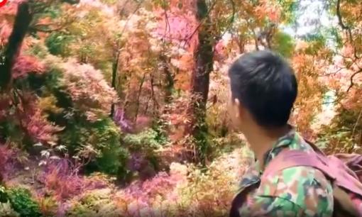 Ngỡ ngàng khung cảnh đẹp như tranh vẽ ở khu rừng 'cổ tích' tại Việt Nam