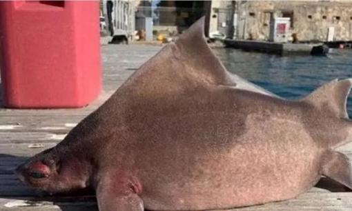 Tìm thấy xác thủy quái, mình cá mập nhưng 'mặt lợn'! Sự thật thực sự là một sinh vật quý