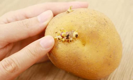Khoai tây nảy mầm là 'bảo bối' ở nhà rất hữu ích, 3 công năng thần kỳ này sẽ khiến bạn không vội vứt bỏ