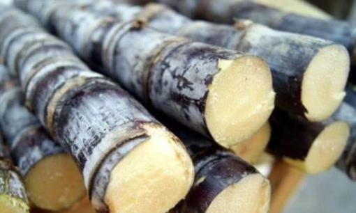 Trái cây ngọt nhất thế giới, ngọt gấp 4000 lần đường mía. Bạn đã bao giờ ăn nó chưa?
