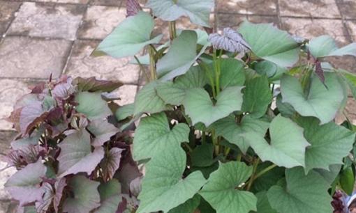 Ba loại rau mà tế bào ung thư sợ nhất, lựa chọn tốt để trồng rau trên ban công. Một vài cây trong chậu sẽ sống được cả năm